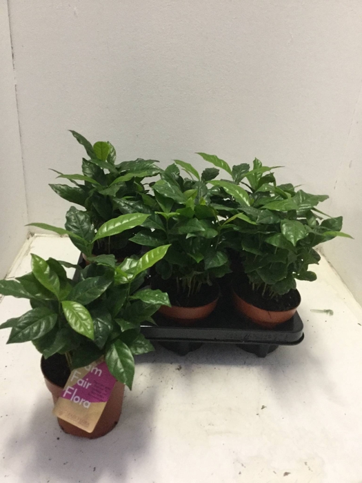 COFFEA ARABICA