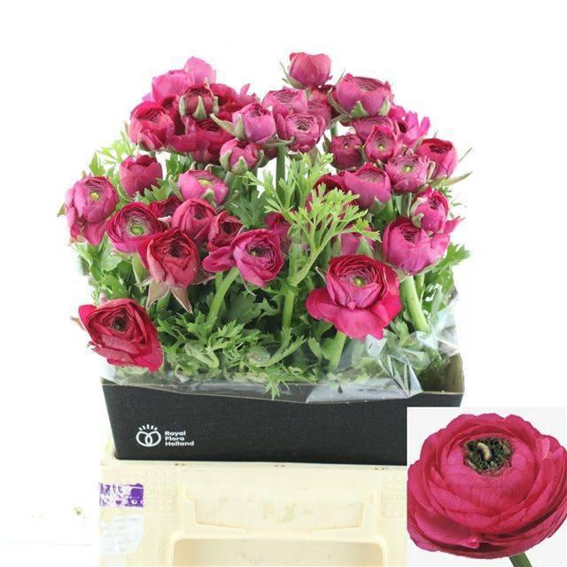 <h4>RAN EL HOT PINK</h4>