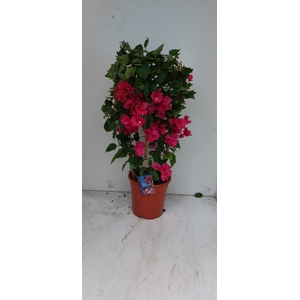 BOUGAINV DANIA