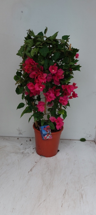 <h4>BOUGAINV DANIA</h4>