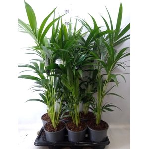 Howea forsteriana