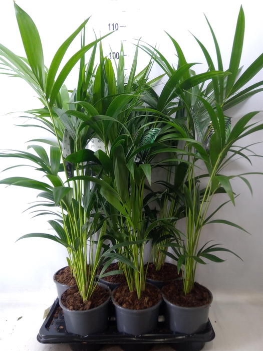 <h4>Howea forsteriana</h4>