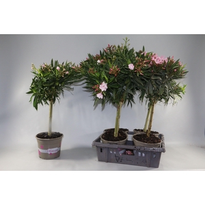 NERIUM OLEANDER OV