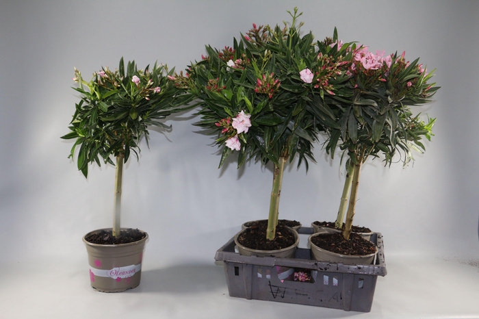<h4>NERIUM OLEANDER OV</h4>