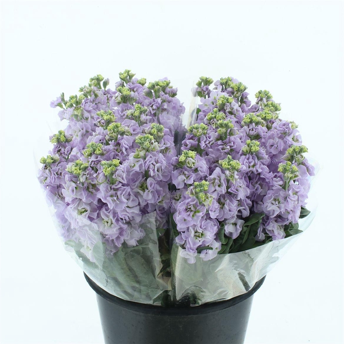 <h4>Matth Incana Iron Marine Super</h4>