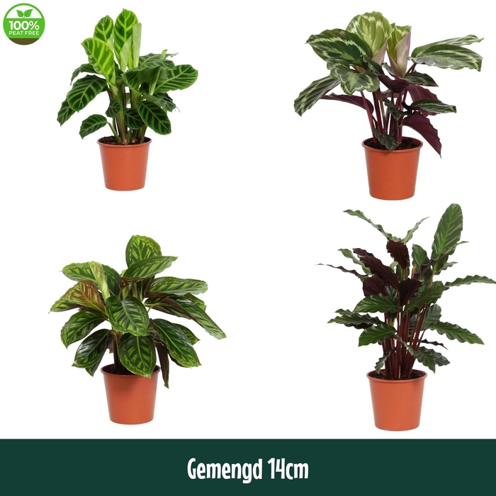 <h4>Calathea 14cm gemengd - Living</h4>