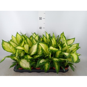 Dieffenbachia  'Camilla'