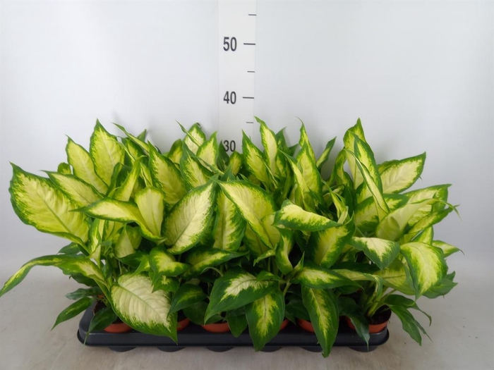 <h4>Dieffenbachia  'Camilla'</h4>