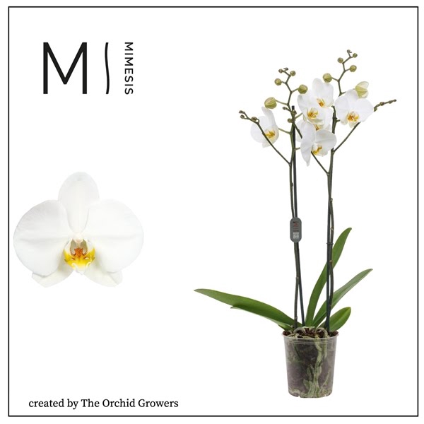 <h4>Mimesis Phal. London - 2 spike 12cm</h4>