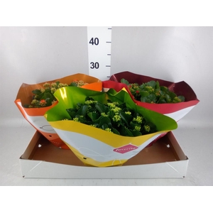 Kalanchoe blos.   ..mix 5