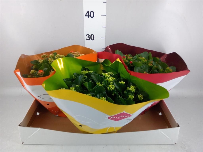 <h4>Kalanchoe blos. ..mix 5</h4>