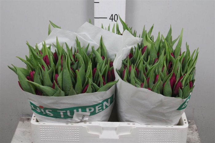 <h4>Tu En Purple Prince</h4>