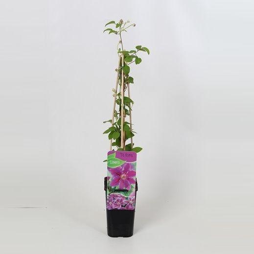 <h4>Clematis Dr Ruppel</h4>