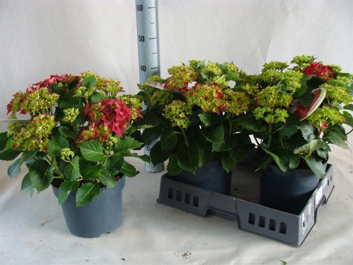 <h4>Hydrangea mac.</h4>