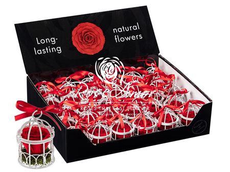 <h4>Display Birdie Red02</h4>