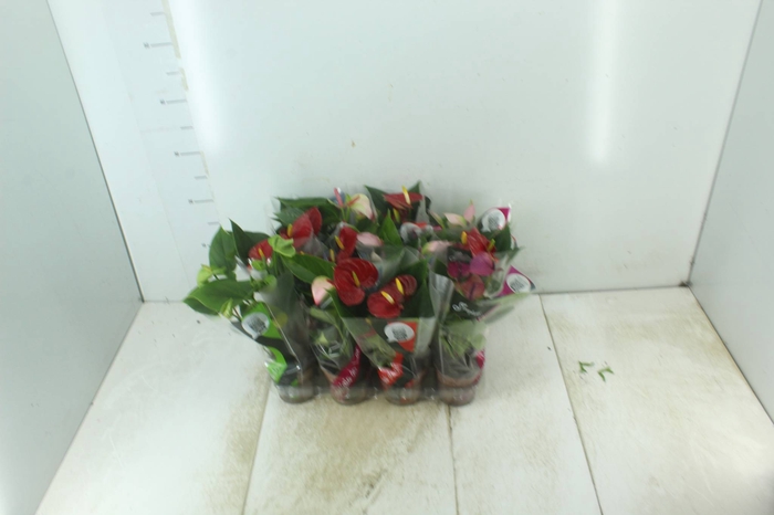 <h4>ANTHURIUM VARIADO P09</h4>