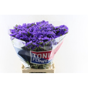 Lim S Crystal Dark Blue