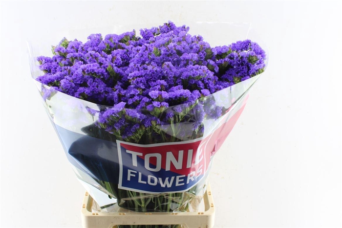 <h4>Lim S Crystal Dark Blue</h4>