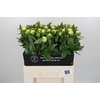 Paeonia Duchesse De Nemours