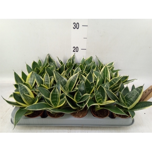 Sansevieria trifa. 'Golden Hahnii'