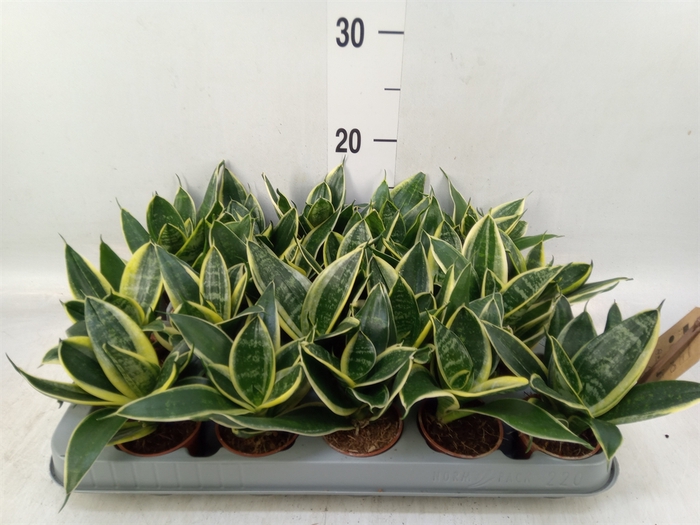 <h4>Sansevieria trifa. 'Golden Hahnii'</h4>