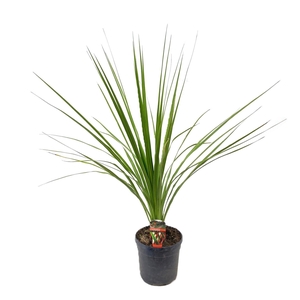 Cordyline indivisa