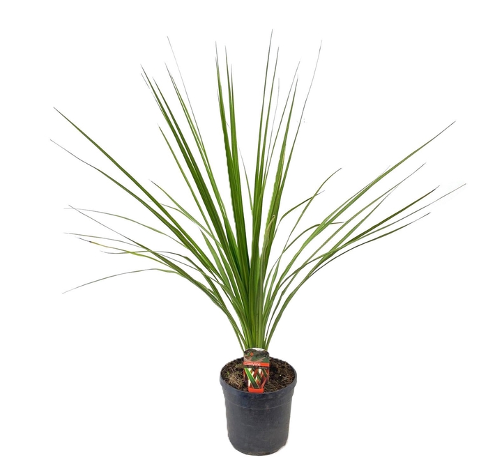 <h4>Cordyline indivisa</h4>
