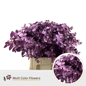 Eucalyptus cinerea Metallic Roze