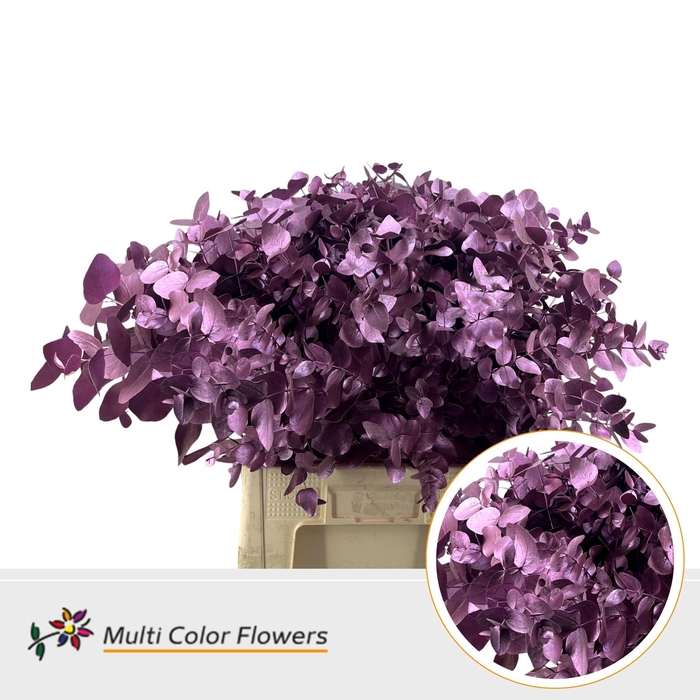 <h4>Eucalyptus cinerea Metallic Roze</h4>