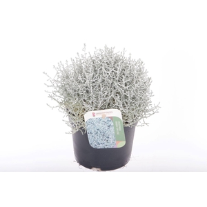 Leucophyta brownii Challenge