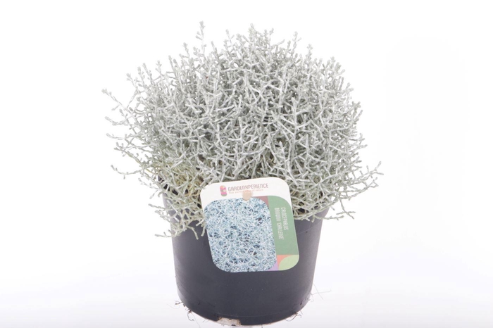 <h4>Leucophyta brownii Challenge</h4>