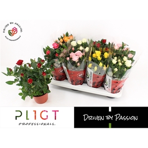 Potroos Mix P14 Amorosa