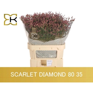 Limonium sinense Scarlet Diamond