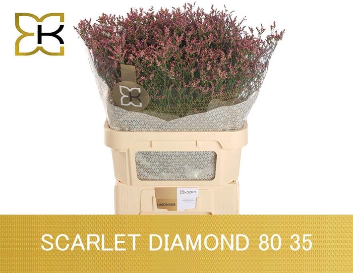 <h4>LIM SIN SCARLET DIA</h4>