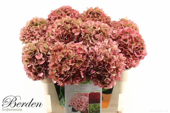 <h4>HYDR M GLOW ALPS CL</h4>