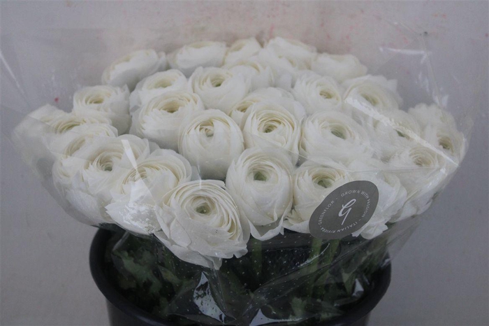 <h4>Ran Cloni Sup Cover</h4>