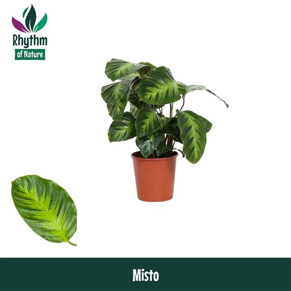 <h4>Calathea overig</h4>