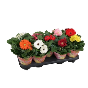Gerbera patio beauty 12cm 2+bl potcover enkel bloemig