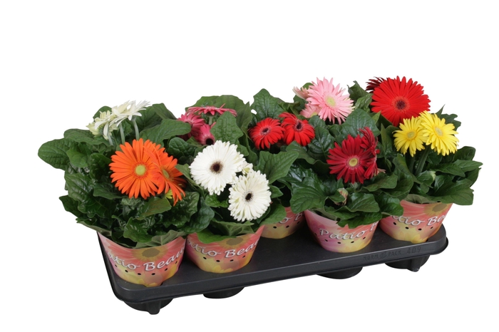 <h4>Gerbera patio beauty 12cm 2+bl potcover enkel bloemig</h4>