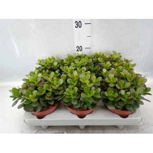 Crassula ovata 'Minor'