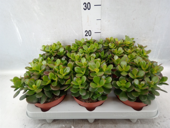 <h4>Crassula ovata 'Minor'</h4>