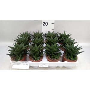 Haworthia limifolia