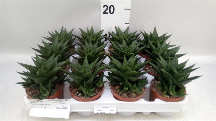 <h4>Haworthia limifolia</h4>