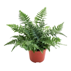 Polystichum Tsus-Simense (Winterhard)