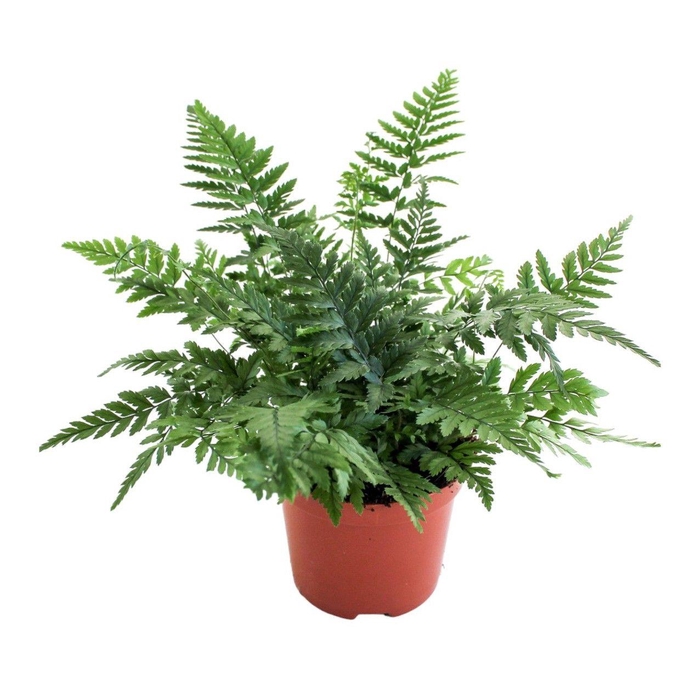 <h4>Polystichum Tsus-Simense (Winterhard)</h4>