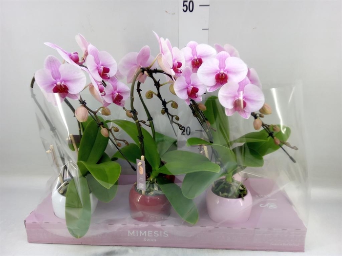 <h4>Phalaenopsis   ...rose</h4>