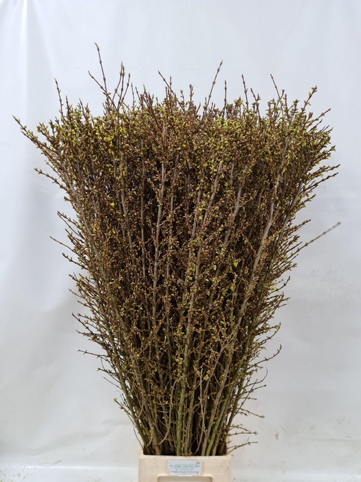 <h4>FORSY I SPECTABILIS</h4>