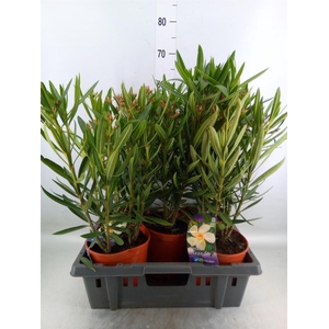 Nerium oleander   ...