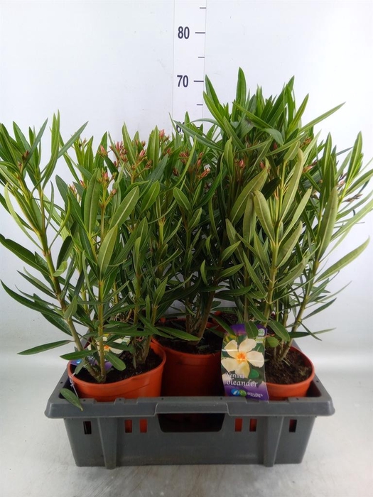 <h4>Nerium oleander   ...</h4>