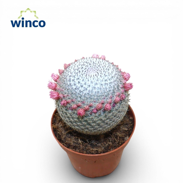 <h4>Mammillaria Microthele Superfina (flowering)</h4>